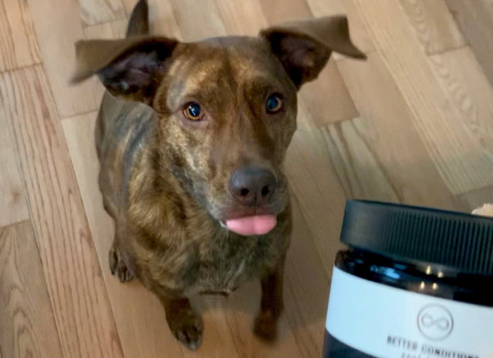CBD for Dogs - How does it work?